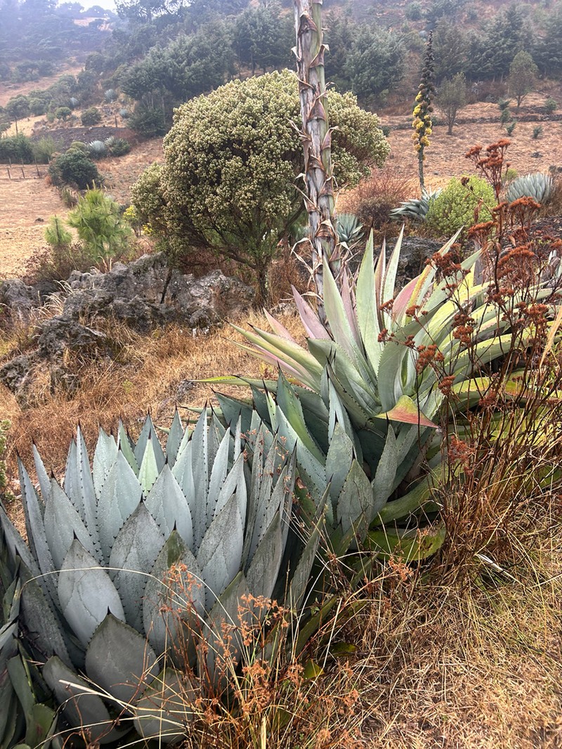 Agave hurteri photo 6