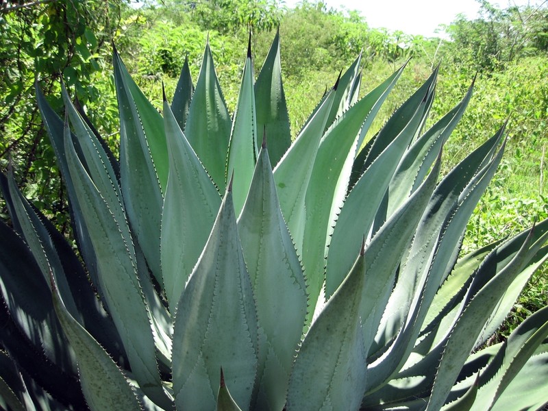 Agave hurteri photo 7