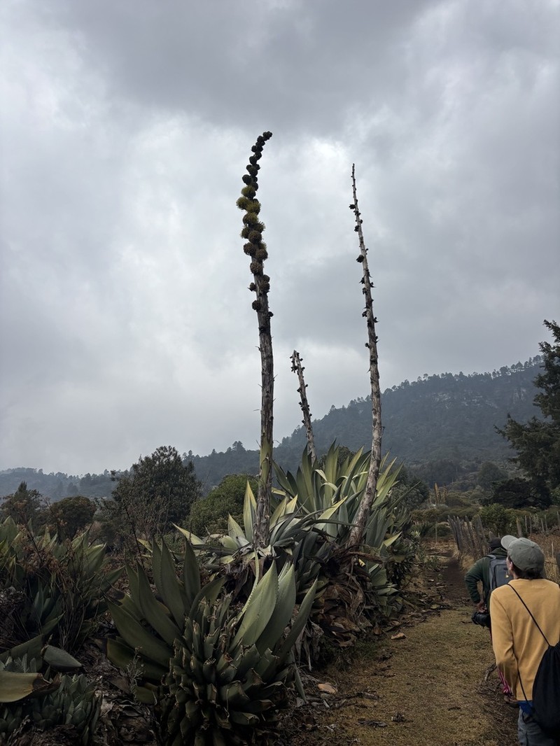 Agave hurteri photo 8