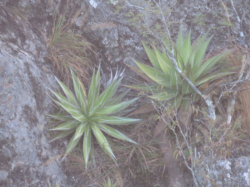 Agave impressa