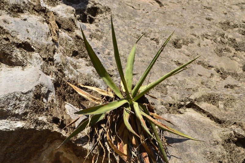 Agave impressa photo 2