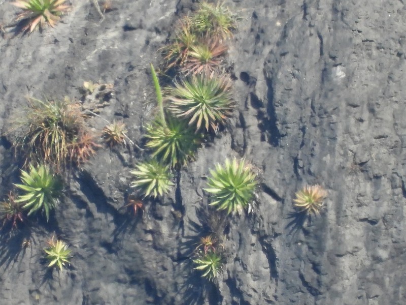 Agave impressa photo 3
