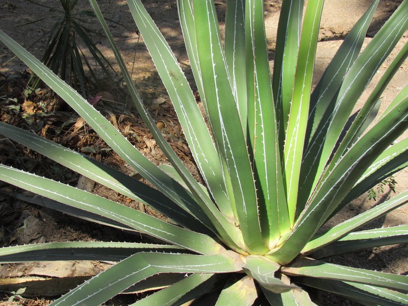 Agave impressa photo 4