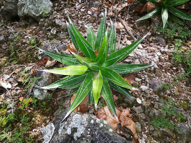 Agave impressa photo 5
