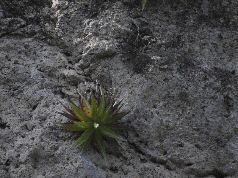 Agave impressa photo 6
