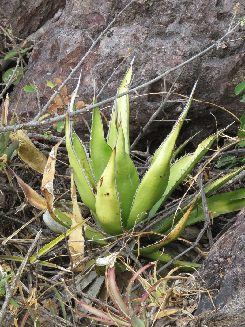 Agave impressa photo 7