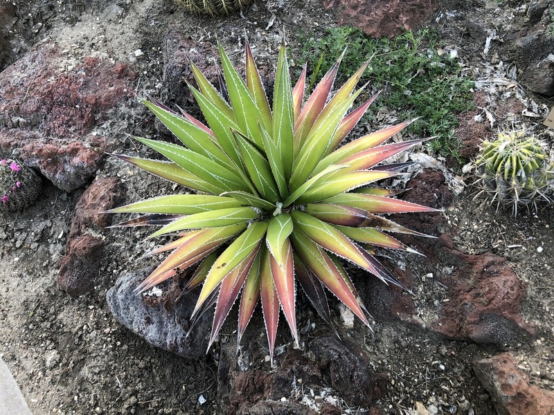 Agave impressa photo 8