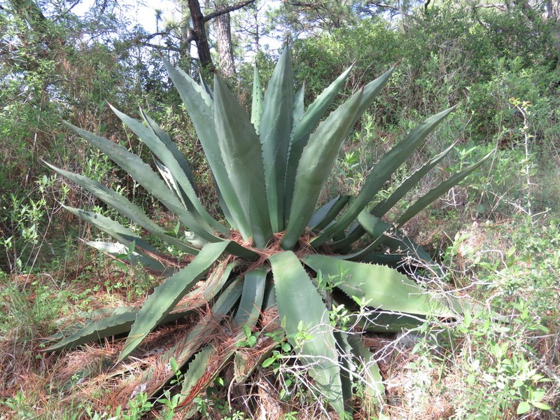 Agave inaequidens