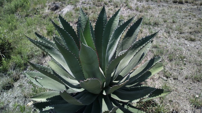 Agave inaequidens photo 2