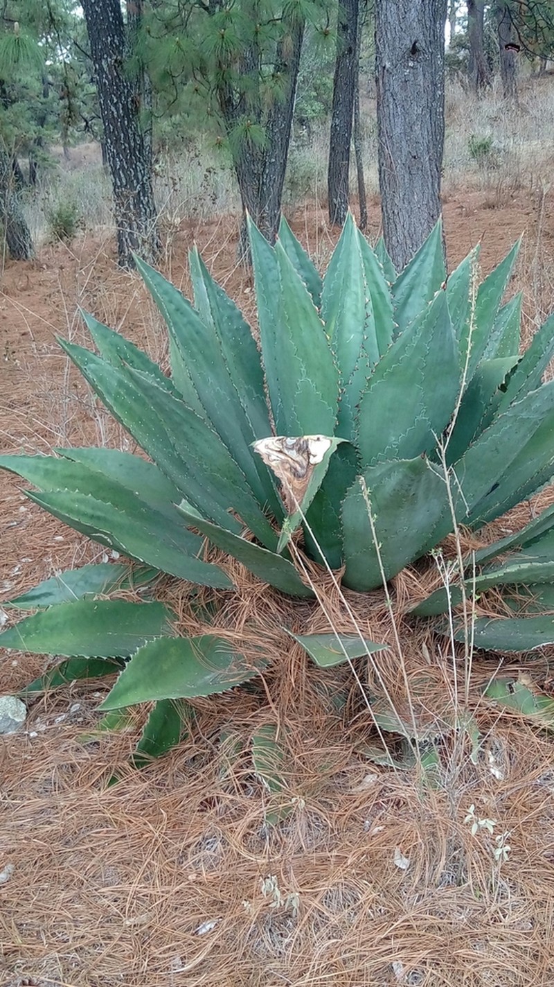 Agave inaequidens photo 3