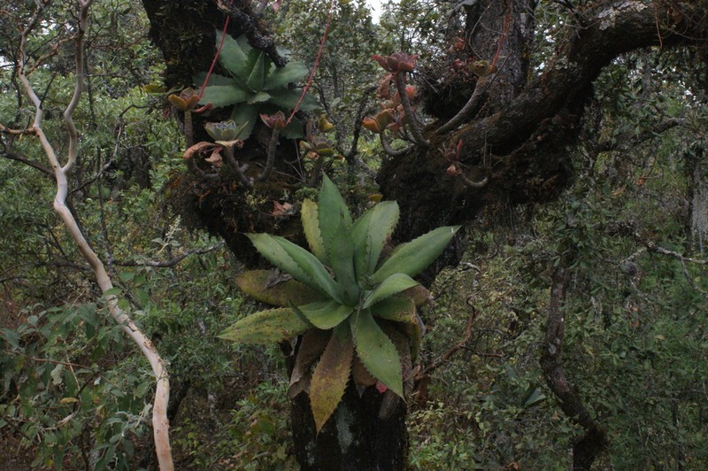 Agave inaequidens photo 4