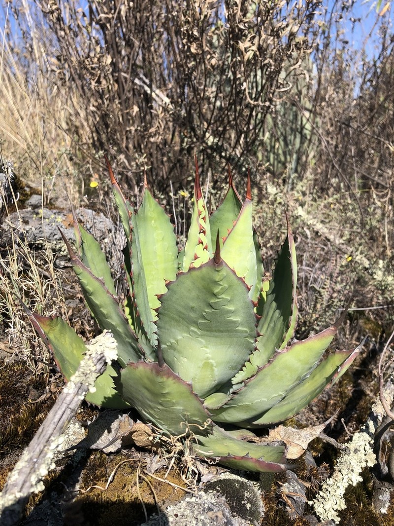 Agave inaequidens photo 5