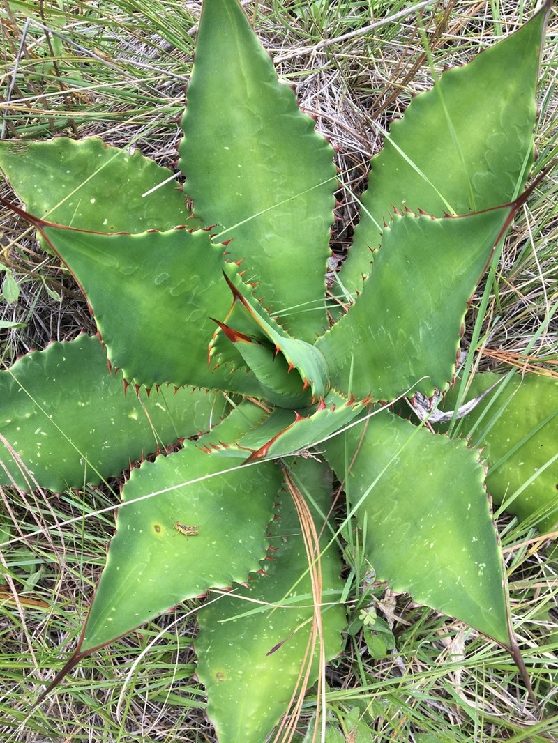 Agave inaequidens photo 6