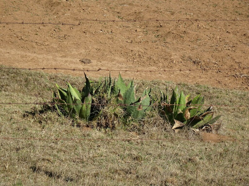 Agave inaequidens photo 7