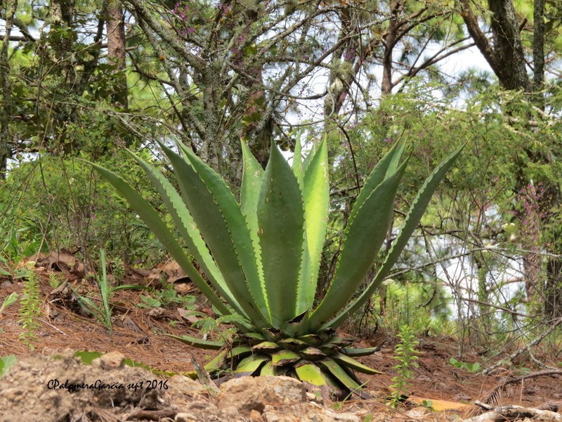 Agave inaequidens photo 8