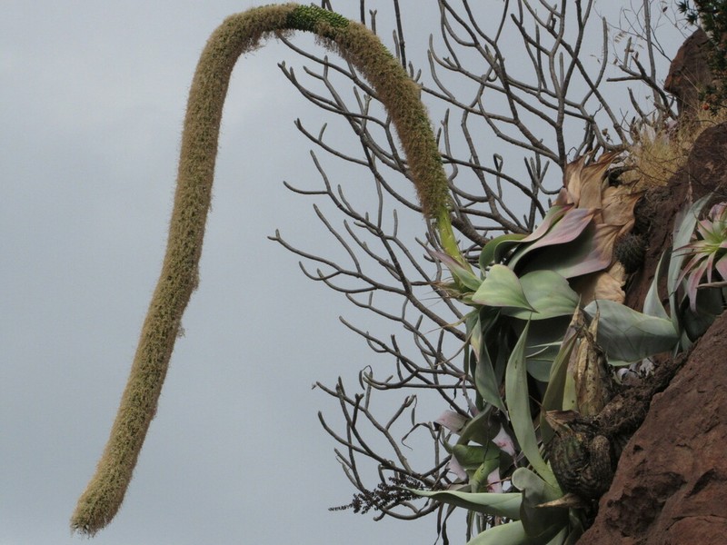Agave infiernilloensis