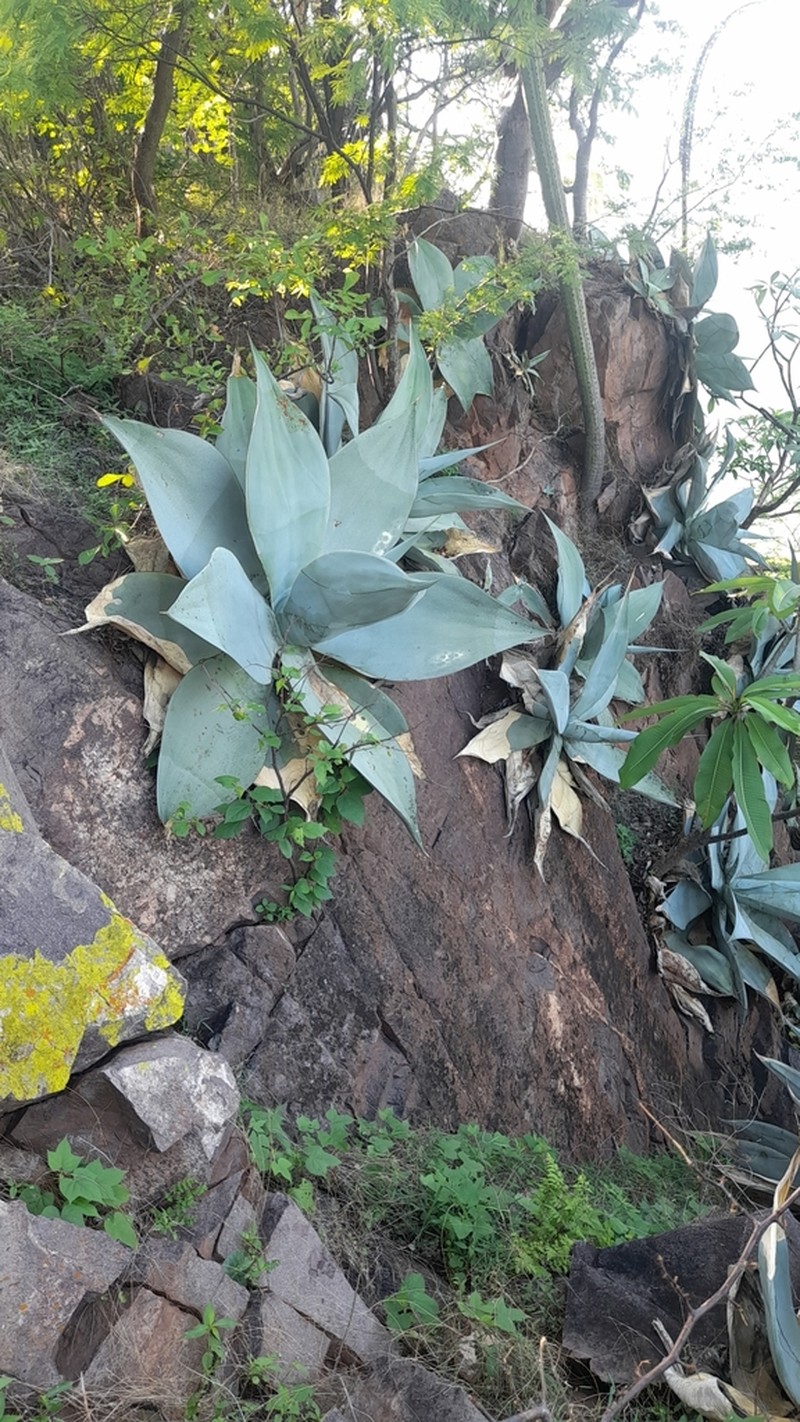 Agave infiernilloensis photo 2