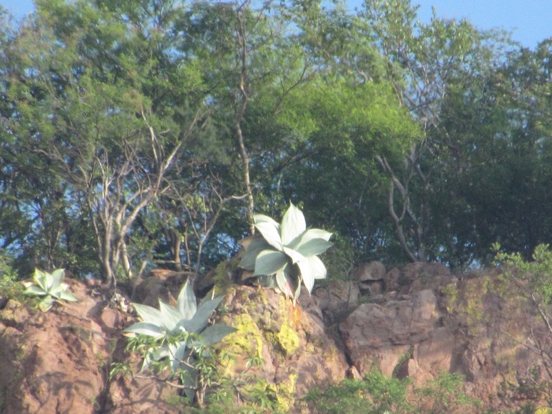 Agave infiernilloensis photo 3