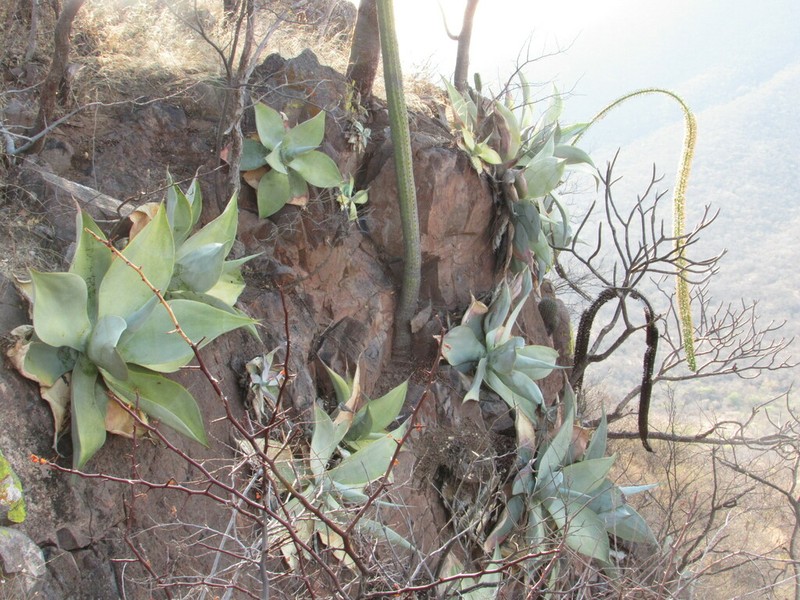 Agave infiernilloensis photo 4
