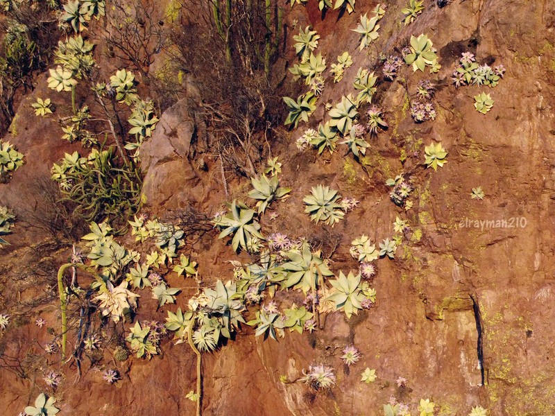 Agave infiernilloensis photo 5