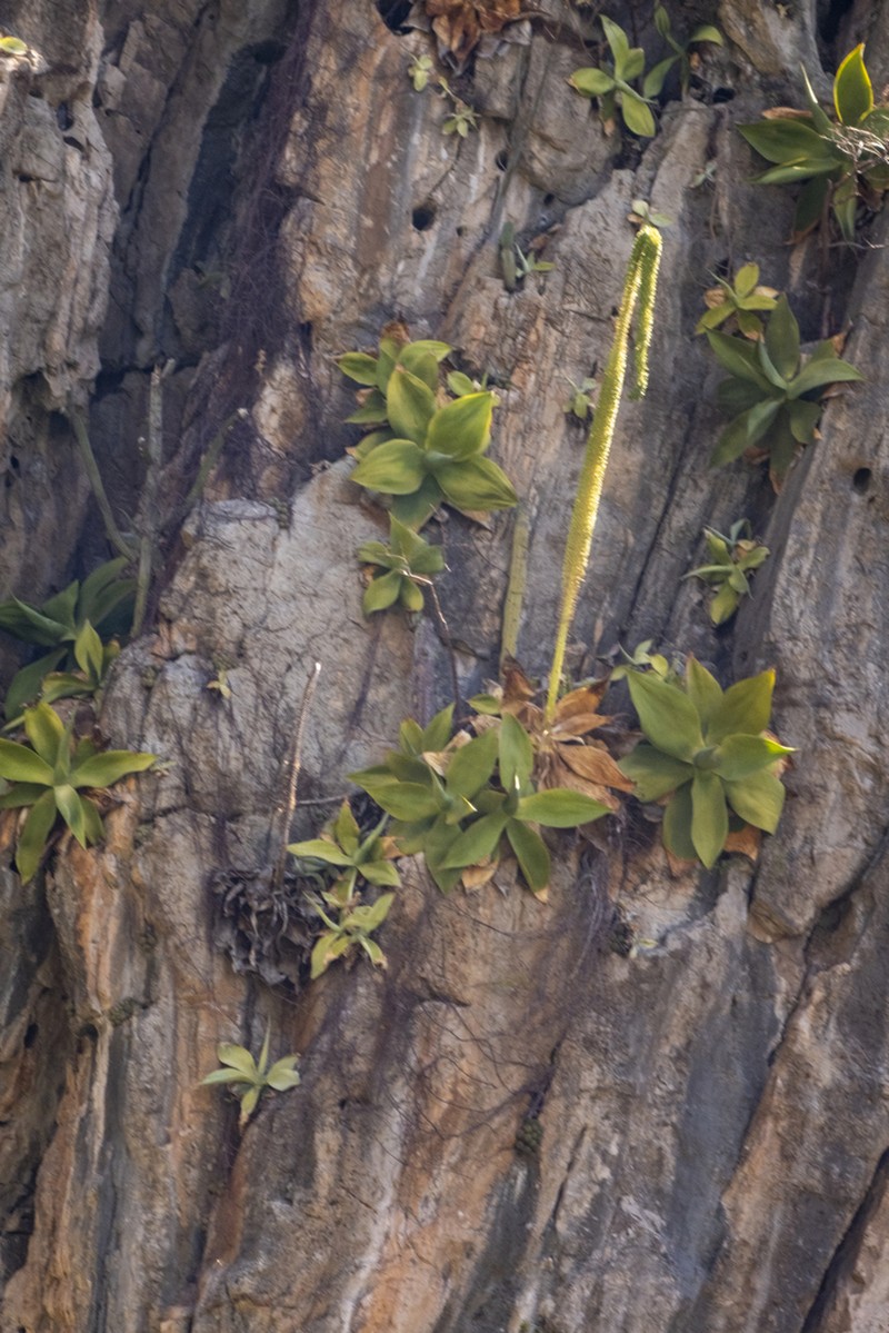 Agave infiernilloensis photo 6
