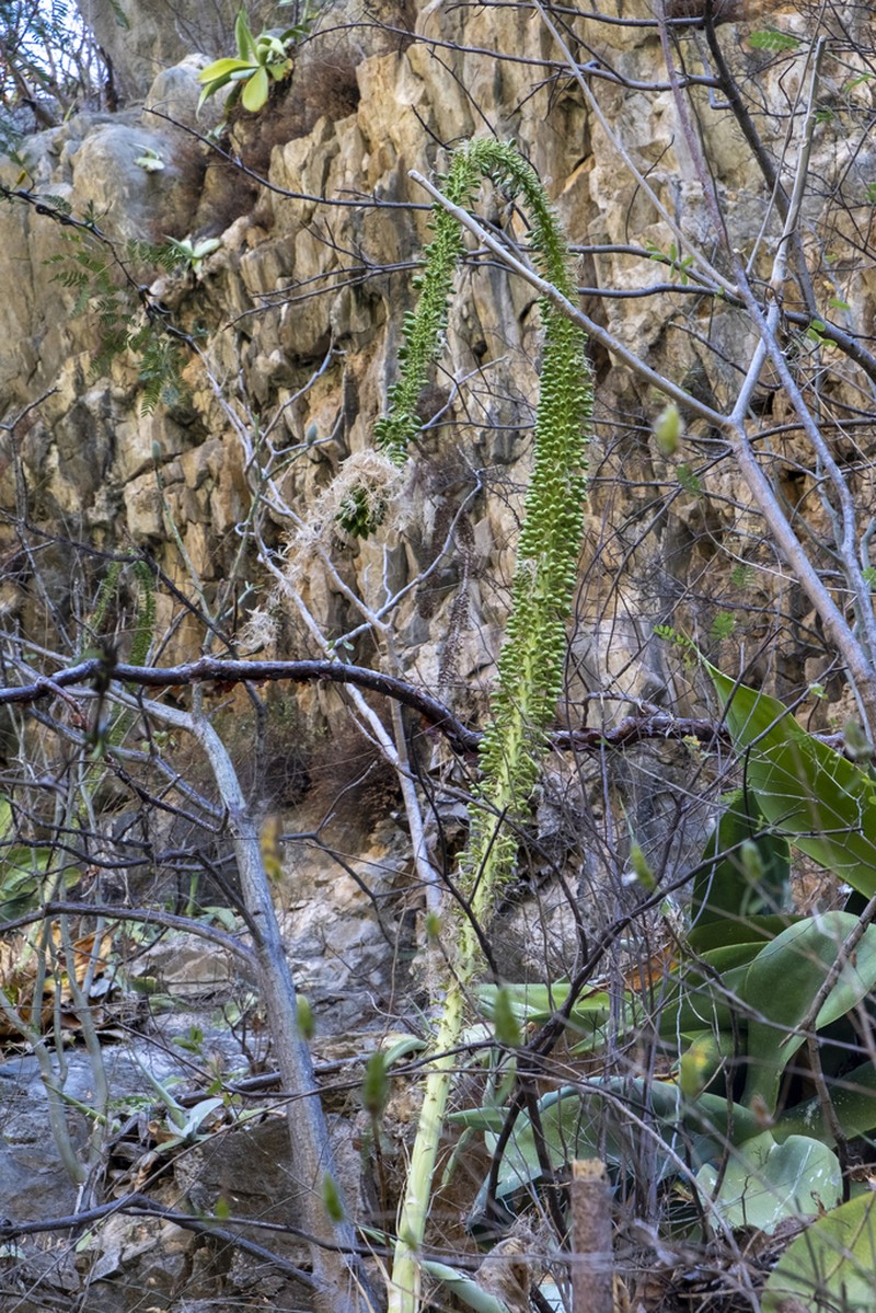 Agave infiernilloensis photo 7