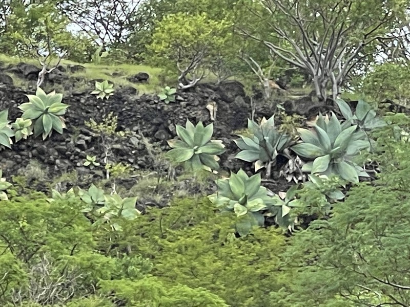 Agave infiernilloensis photo 8