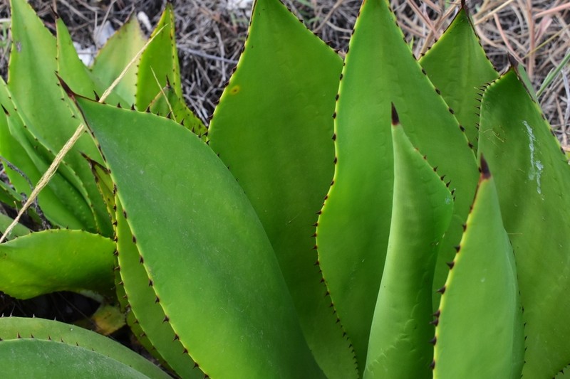 Agave intermixta photo 2