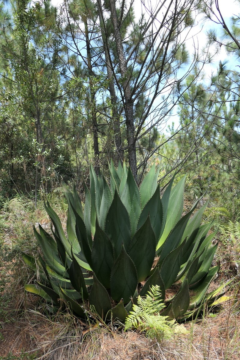 Agave intermixta photo 3