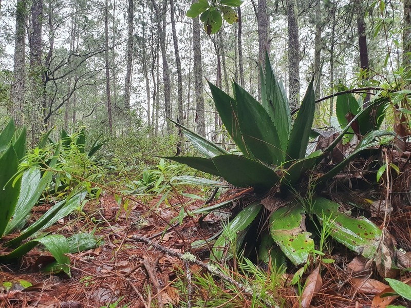 Agave intermixta photo 4