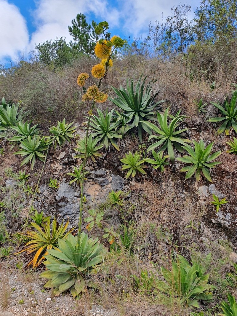 Agave intermixta photo 5