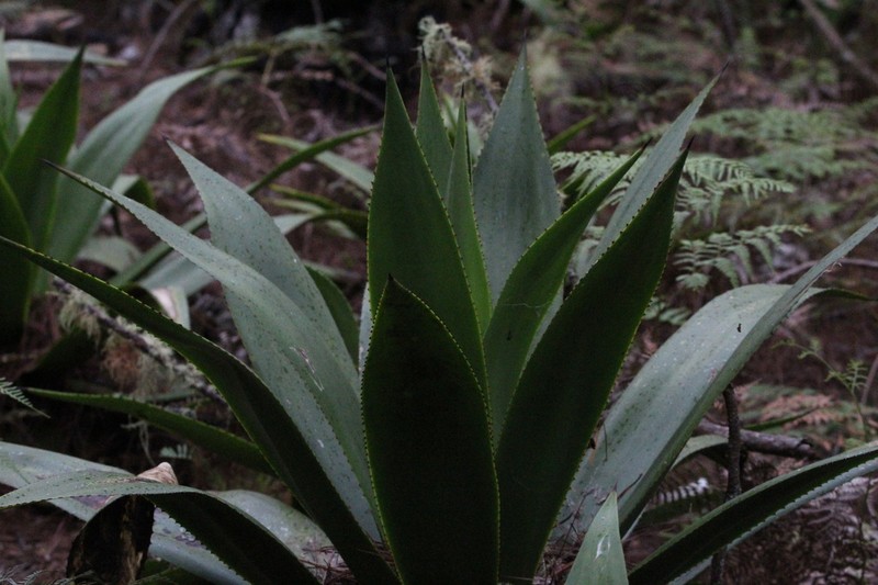 Agave intermixta photo 6