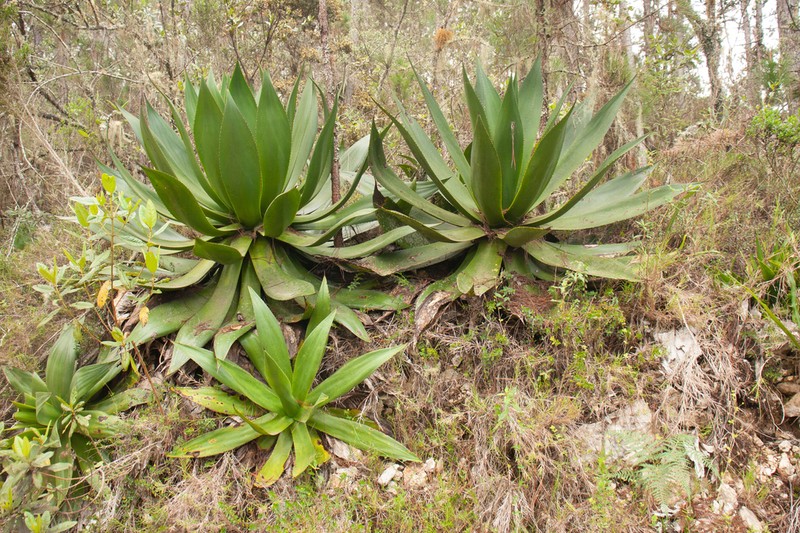 Agave intermixta photo 7