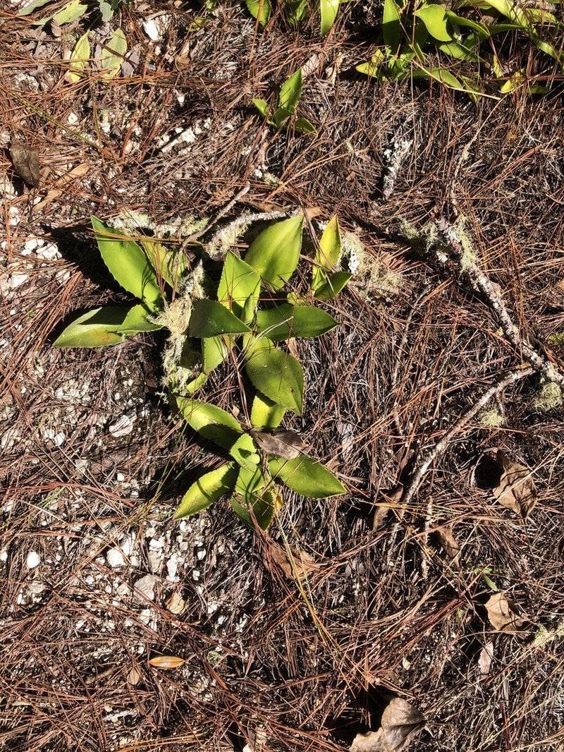Agave intermixta photo 8