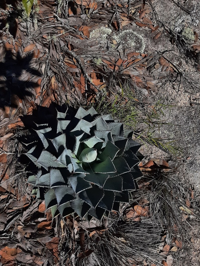 Agave isthmensis photo 2