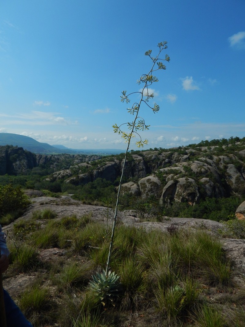 Agave isthmensis photo 3