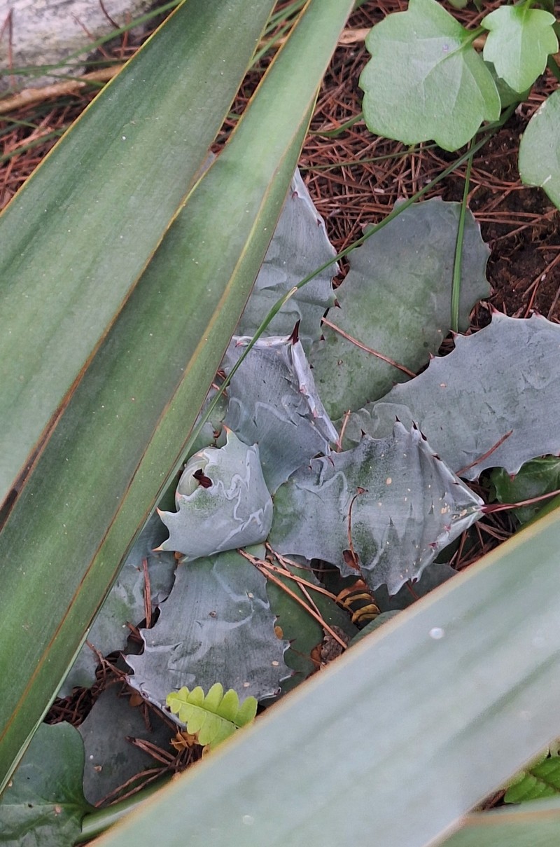 Agave isthmensis photo 5
