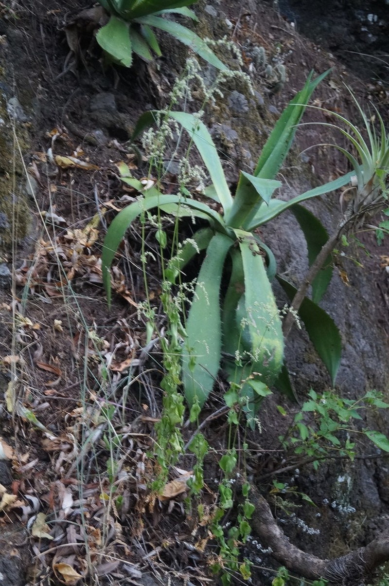 Agave jaiboli