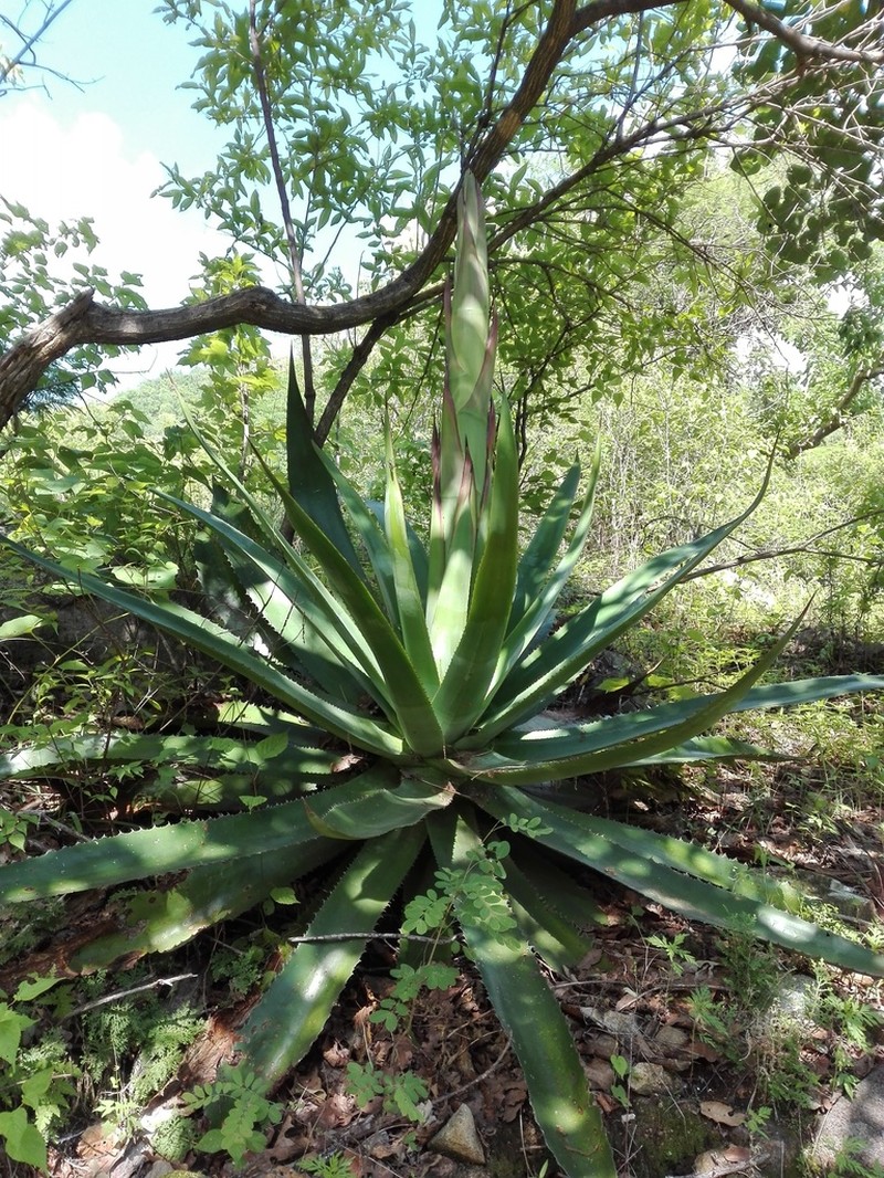 Agave jaiboli photo 2