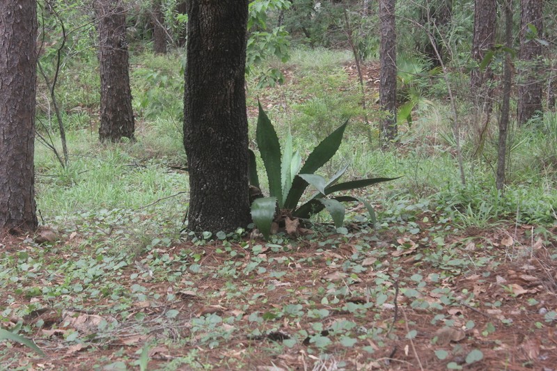 Agave jaiboli photo 3