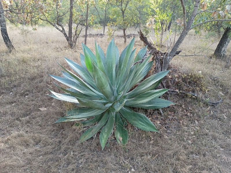 Agave jaiboli photo 4