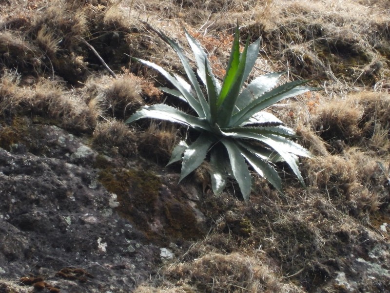 Agave jaiboli photo 5
