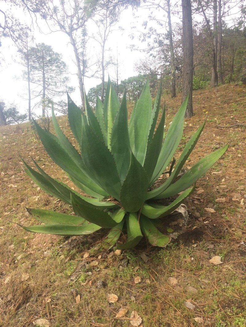 Agave jaiboli photo 6