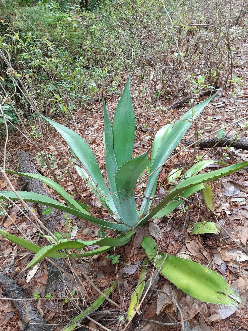 Agave jaiboli photo 7