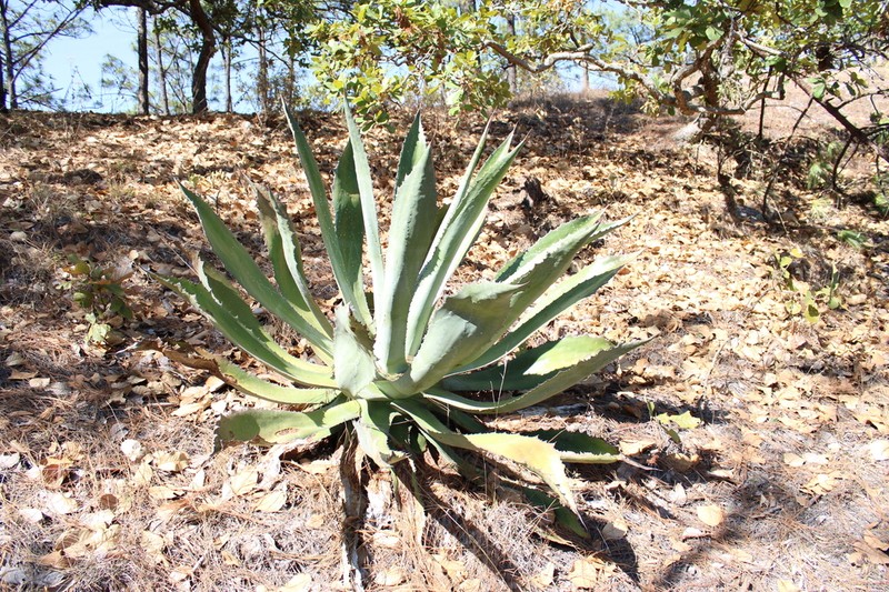 Agave jaiboli photo 8