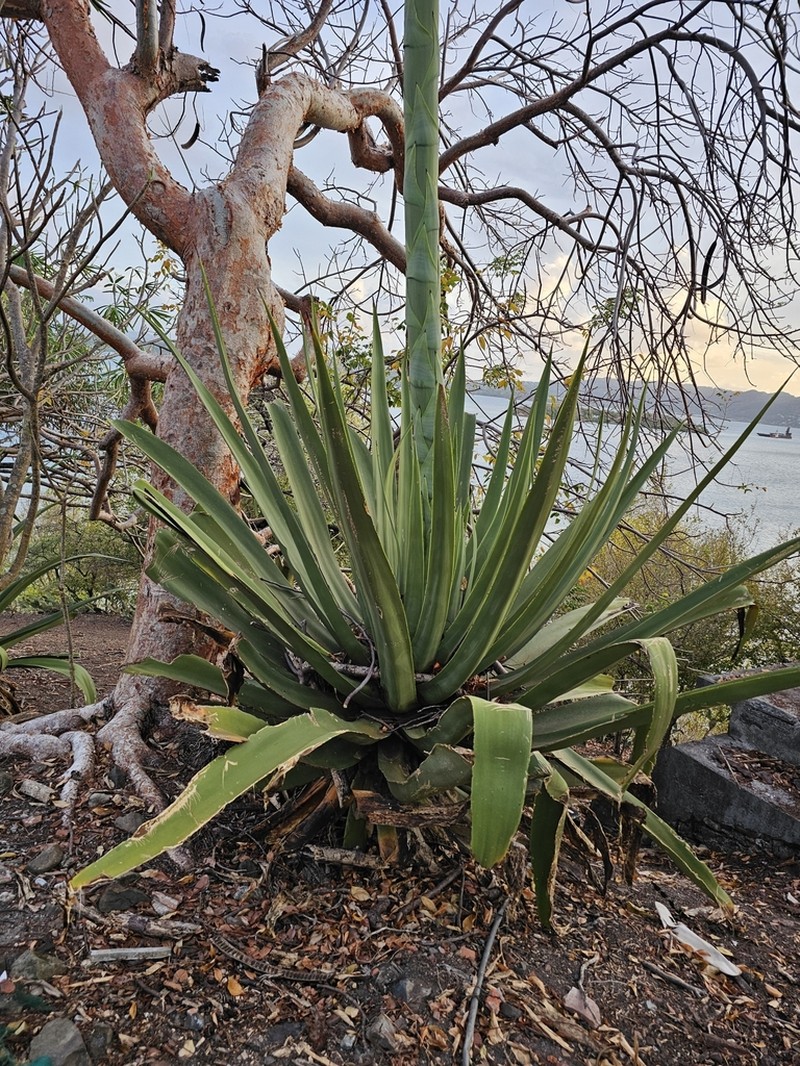 Agave karatto