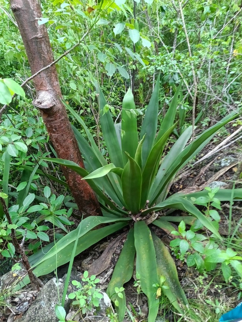 Agave karatto photo 2