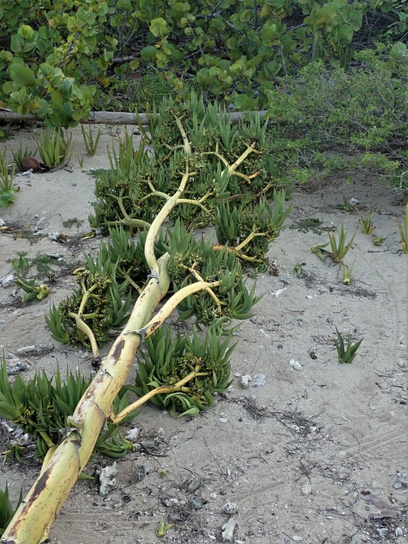 Agave karatto photo 3