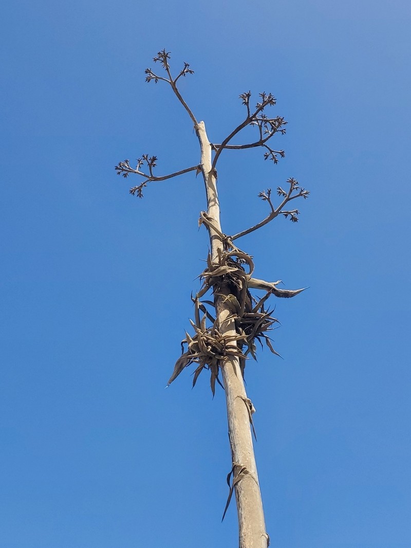 Agave karatto photo 4