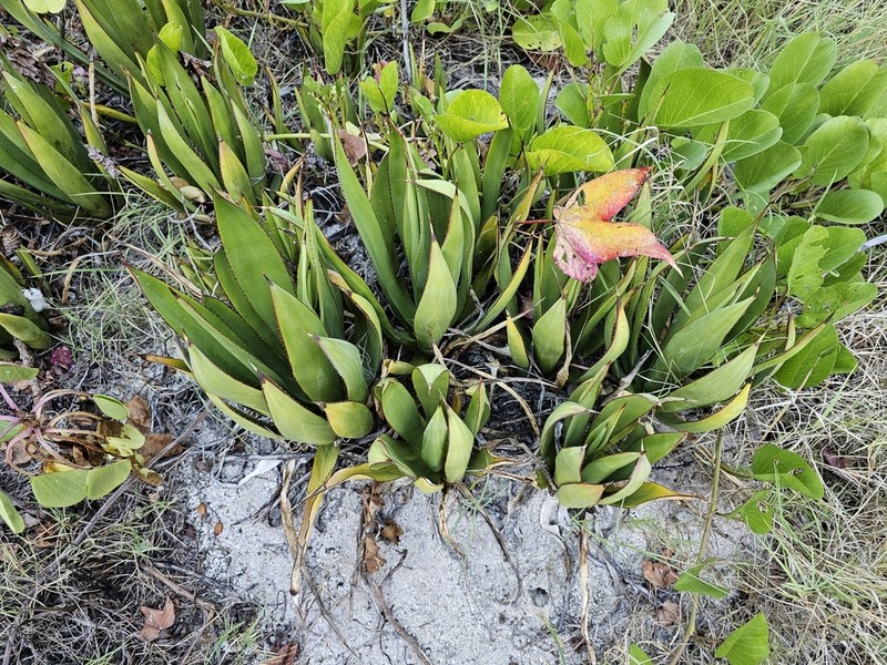 Agave karatto photo 5
